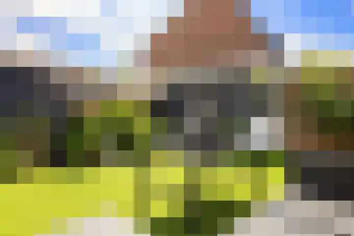 Harpoenier 74 Landsmeer thumbnail 36