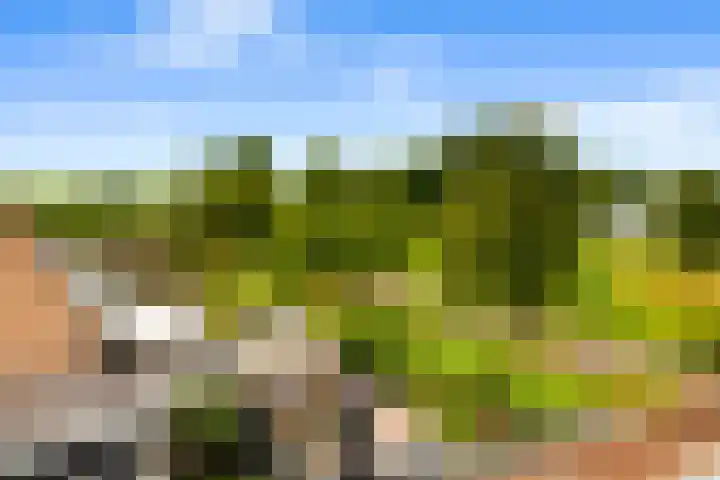 Harpoenier 74 Landsmeer thumbnail 40