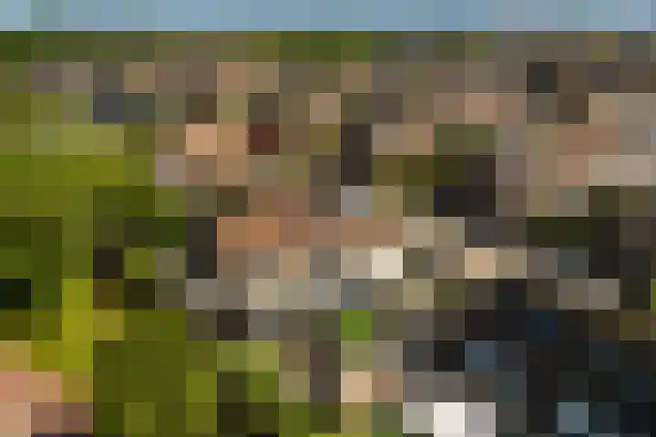 Harpoenier 74 Landsmeer thumbnail 42
