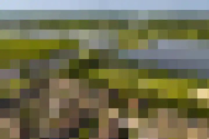 Harpoenier 74 Landsmeer thumbnail 44