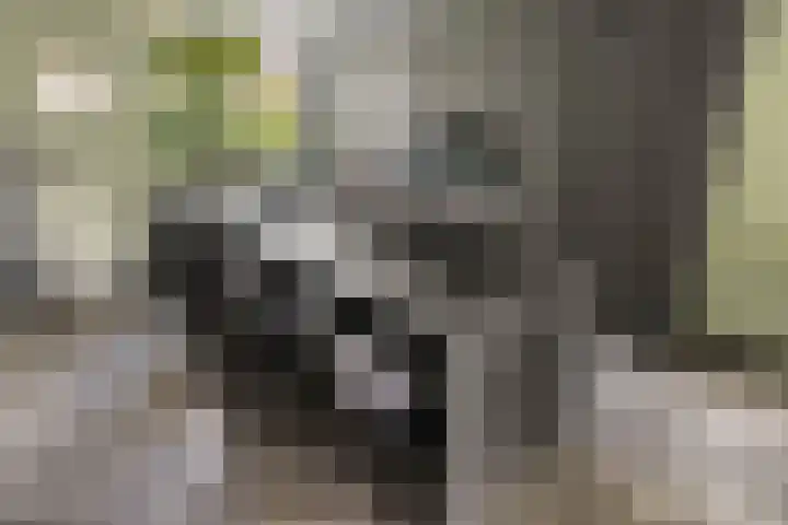 Harpoenier 74 Landsmeer thumbnail 6