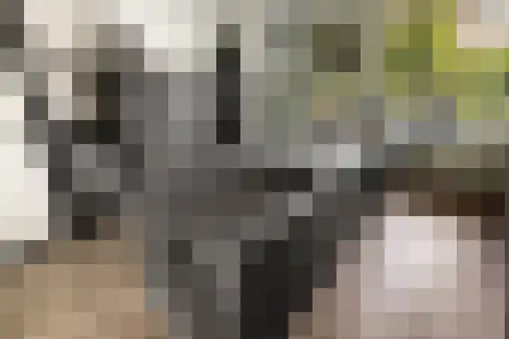 Harpoenier 74 Landsmeer thumbnail 7