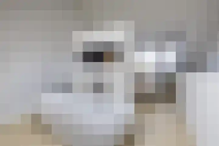 Harpraam 1 Krommenie thumbnail 50