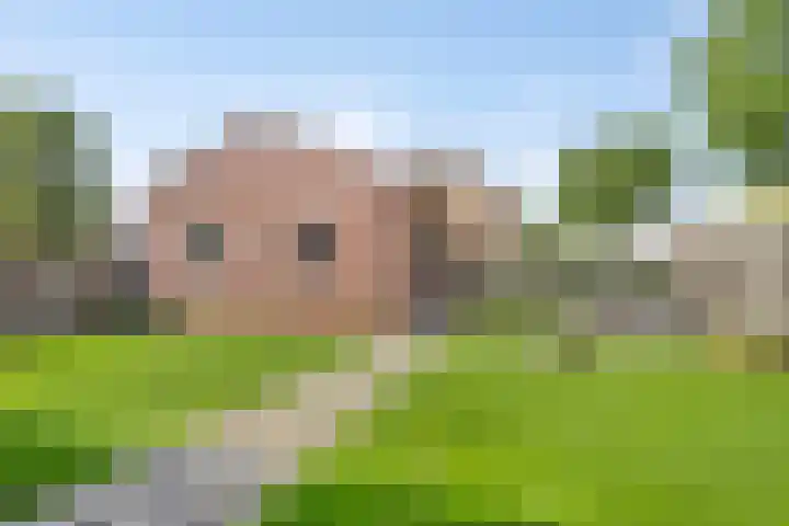 Harrie van de Venstraat 17 Nistelrode thumbnail 29
