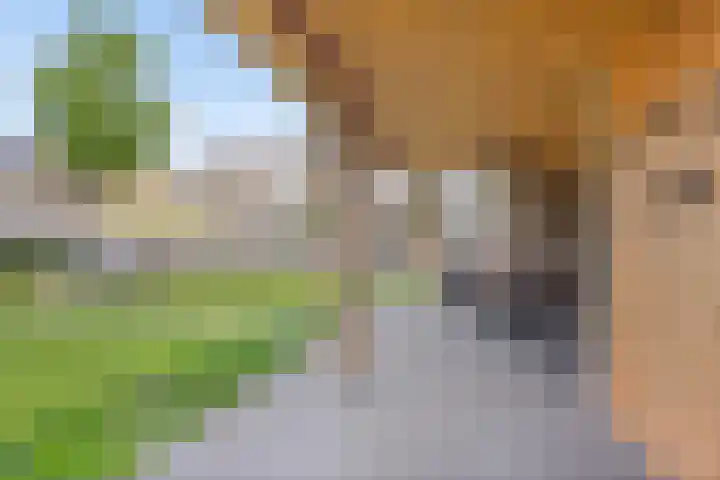 Harrie van de Venstraat 17 Nistelrode thumbnail 35