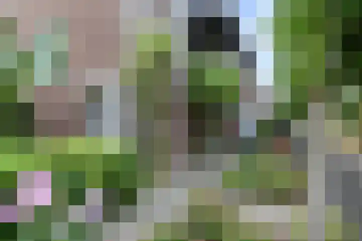 Harry Pauwlaan 2 Den Haag thumbnail 8