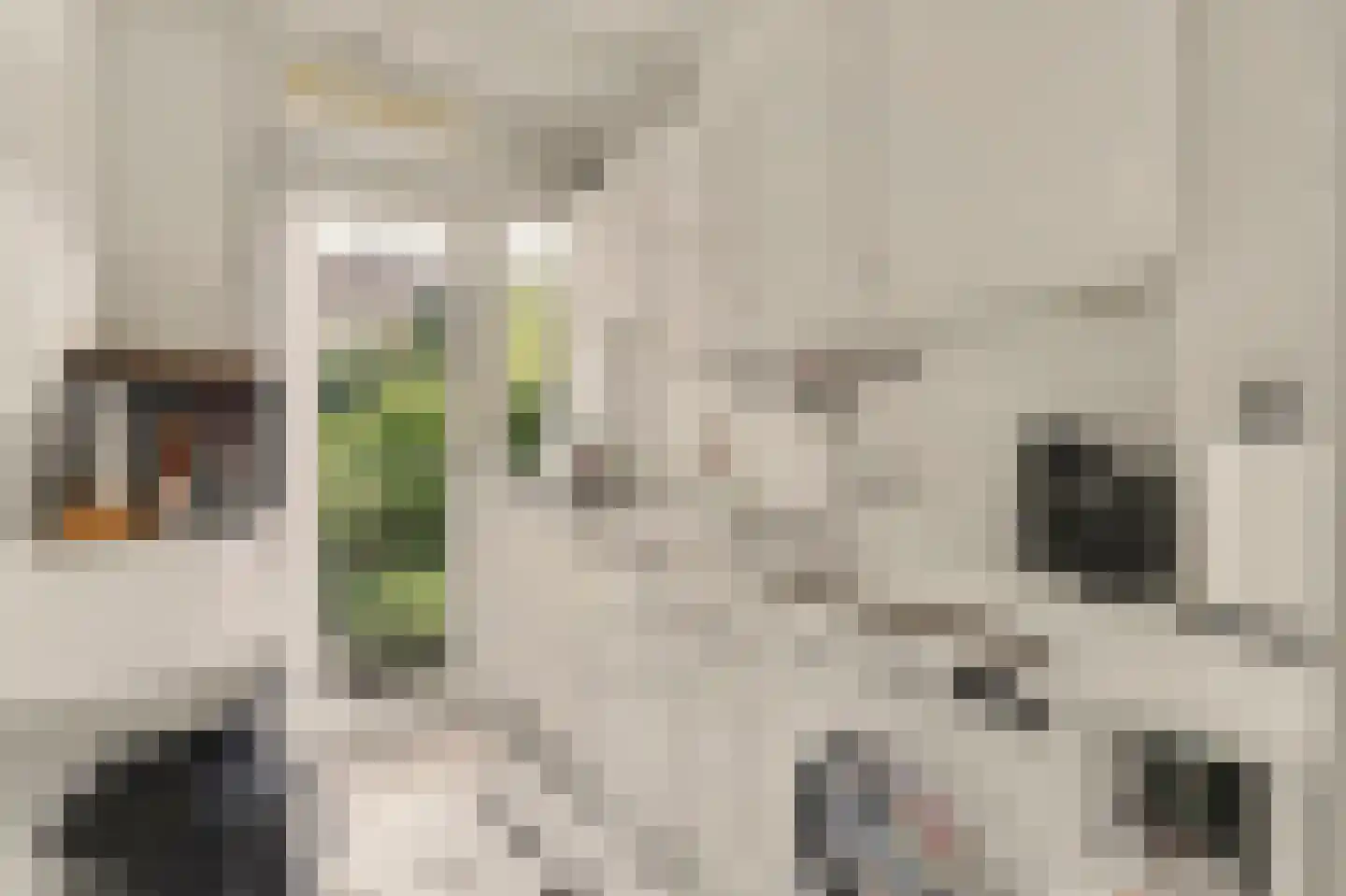 Hart Nibbrigkade 59 Den Haag thumbnail 11