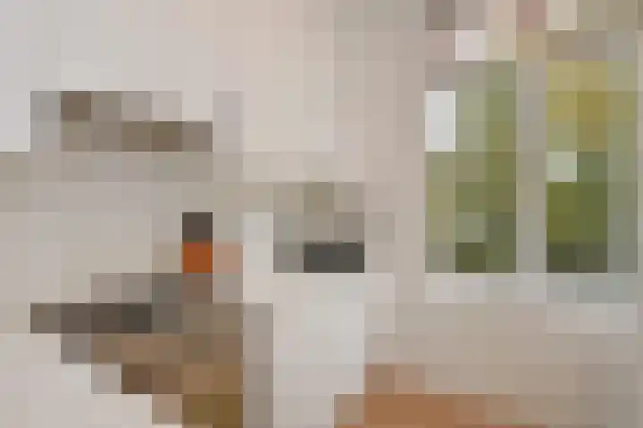 Hart Nibbrigkade 94 Den Haag thumbnail 26
