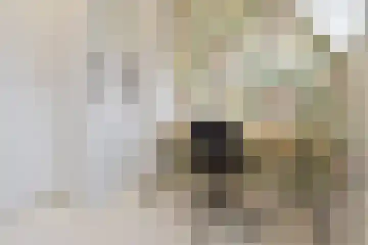 Hart Nibbrigkade 94 Den Haag thumbnail 34