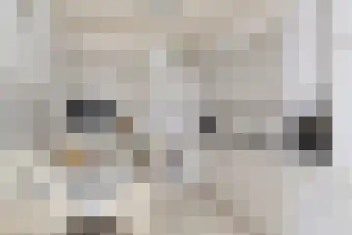 Hartenvier 1 Best thumbnail 20