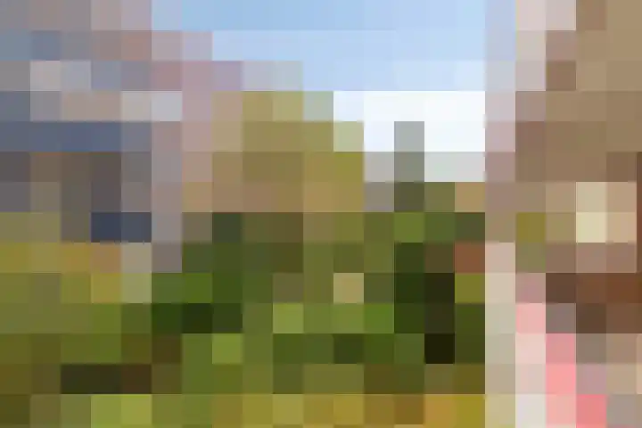 Hartenvier 1 Best thumbnail 29