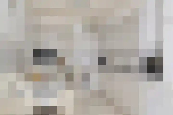 Hartenvier 1 Best foto 3