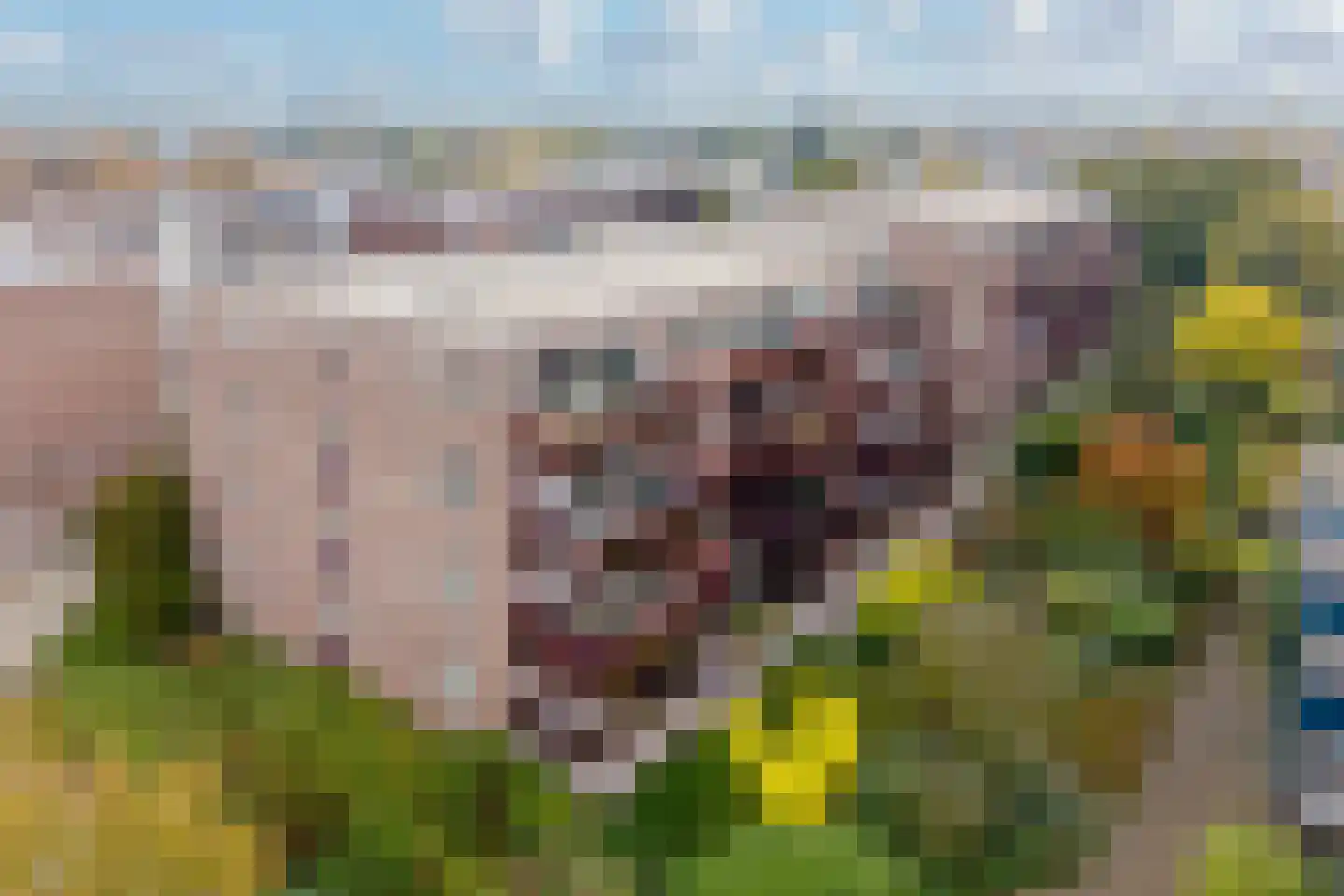 Hartenvier 35 Best thumbnail 38