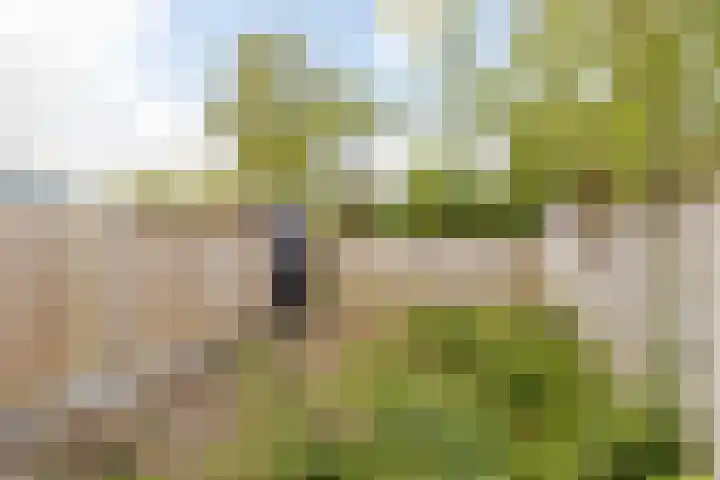 Hartschelp 10 Diemen thumbnail 28