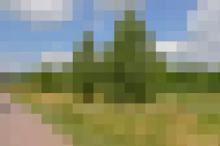 Haruku 34 Barneveld thumbnail 17