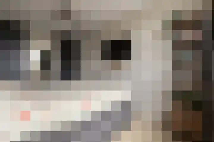 Haruku 9 Barneveld thumbnail 30