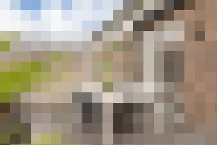 Haruku 9 Barneveld thumbnail 53