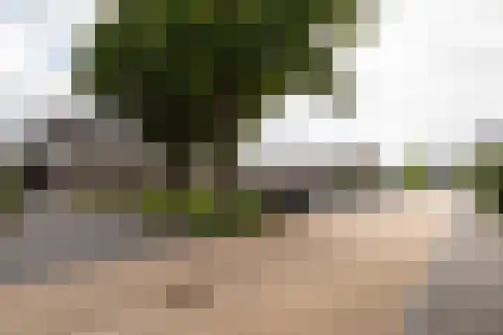 Haruku 9 Barneveld thumbnail 8