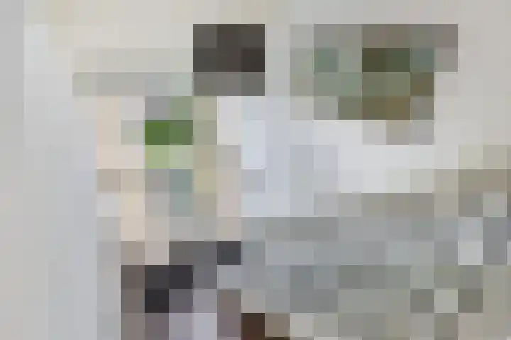 Haskermieden 6 Oudehaske thumbnail 20