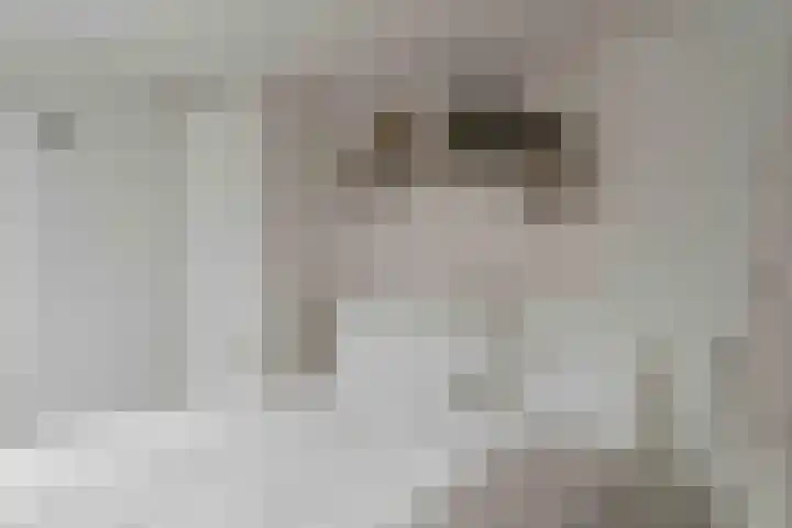 Haspel 27 8 Ermelo thumbnail 17