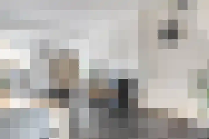 Haspel 8 Beuningen Gld thumbnail 11