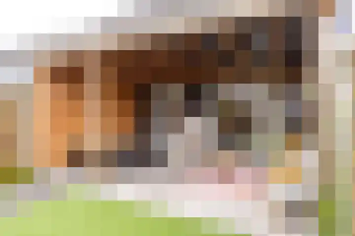 Haspengouw 41 Geleen thumbnail 23