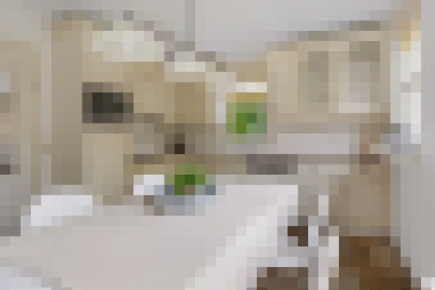 Hasselt 1 Eibergen thumbnail 23
