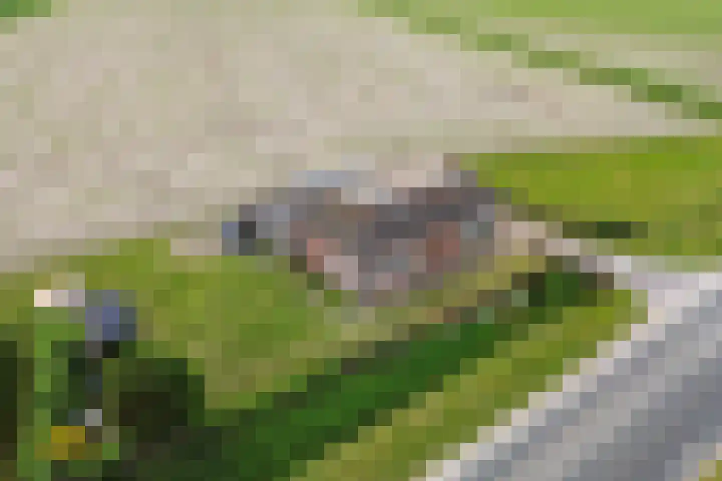 Haulewei 17 Wijnaldum thumbnail 32