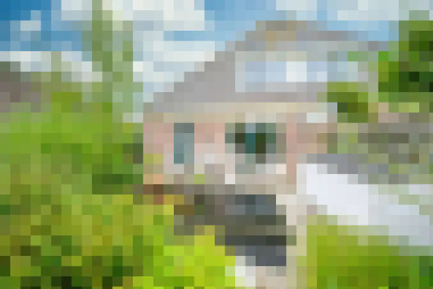 Hauwert 54 Hauwert thumbnail 7