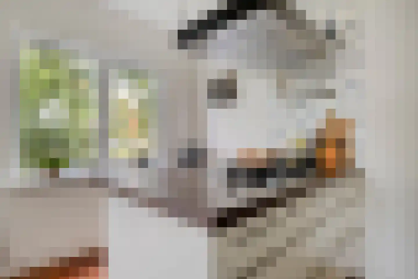 Hauwert 82 Hauwert thumbnail 11