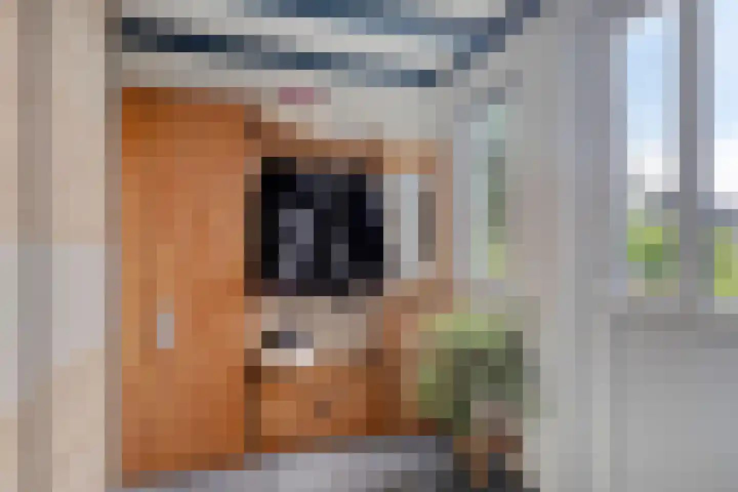 Hauwert 82 Hauwert thumbnail 13