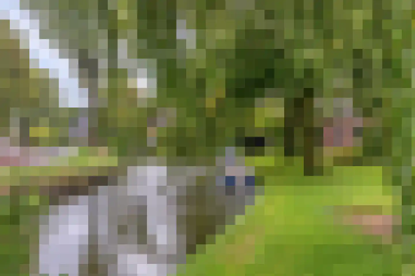 Hauwert 82 Hauwert thumbnail 34