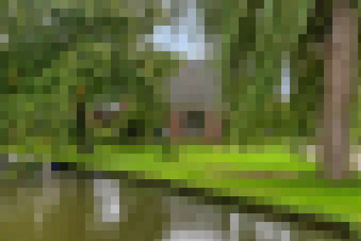 Hauwert 82 Hauwert thumbnail 39