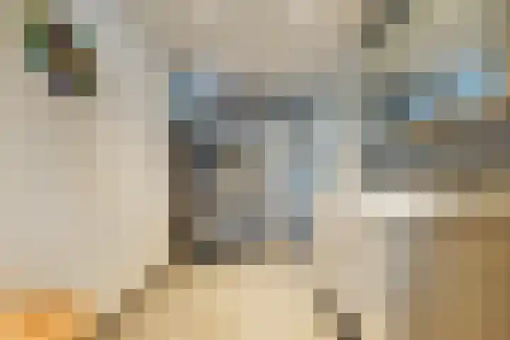 Hauwkes 8 Haarsteeg thumbnail 30
