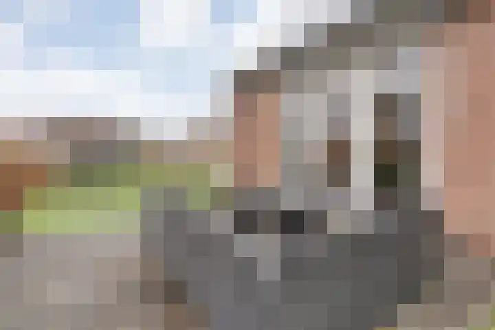 Havelter Schapendrift 33 Havelte thumbnail 20