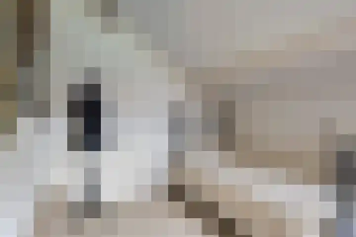 Haven 4 Goutum thumbnail 31
