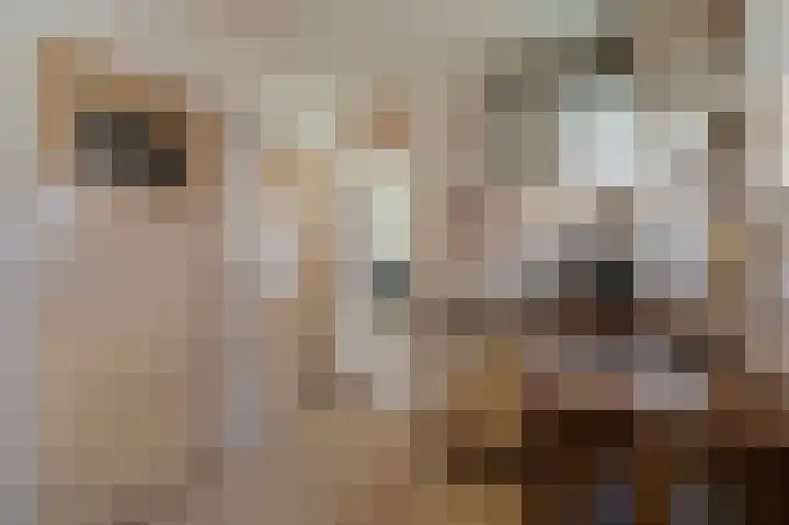Havendwarsweg 15 Uithuizen thumbnail 36