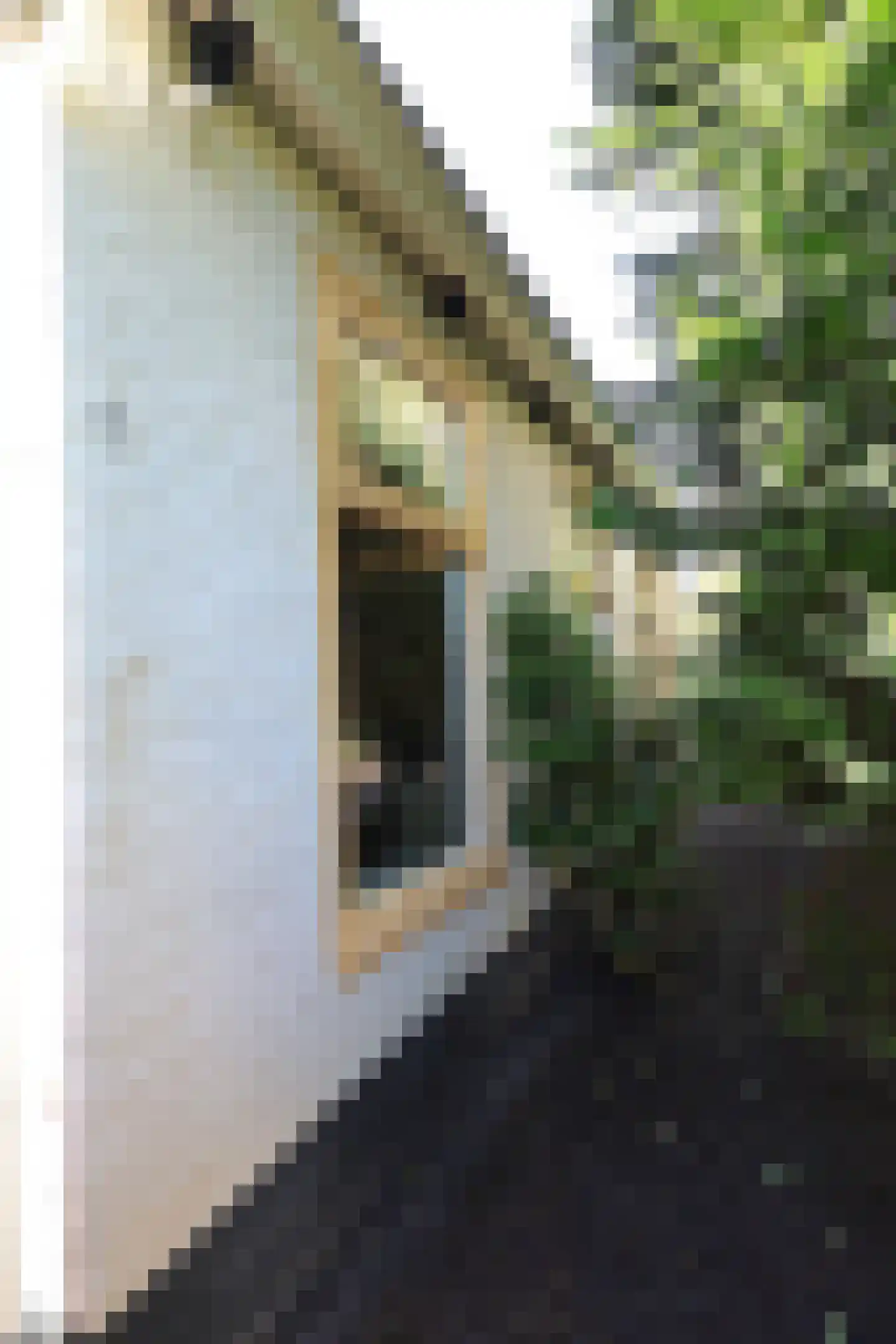 Havenpaed 9 Sibrandabuorren thumbnail 22