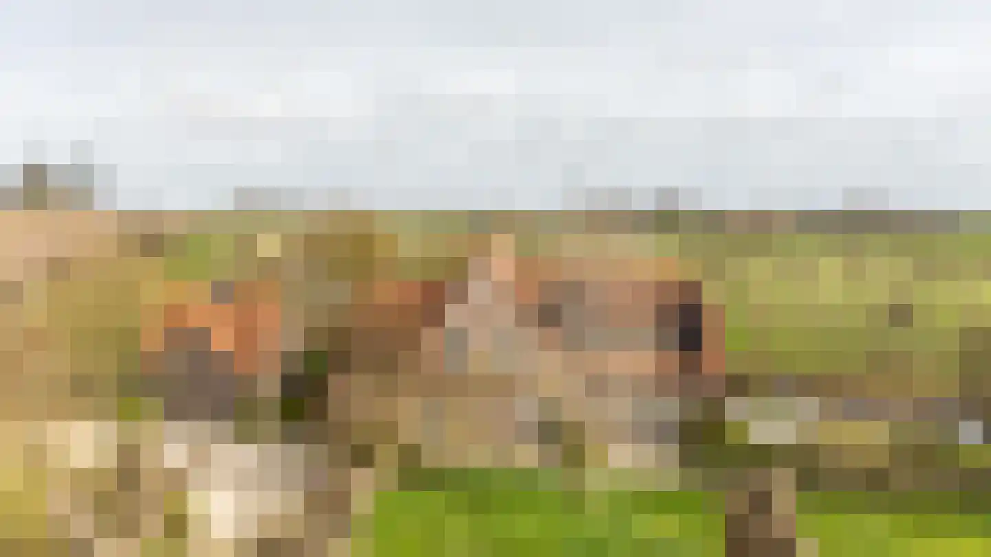 Havenpolder 6 Aardenburg thumbnail 45