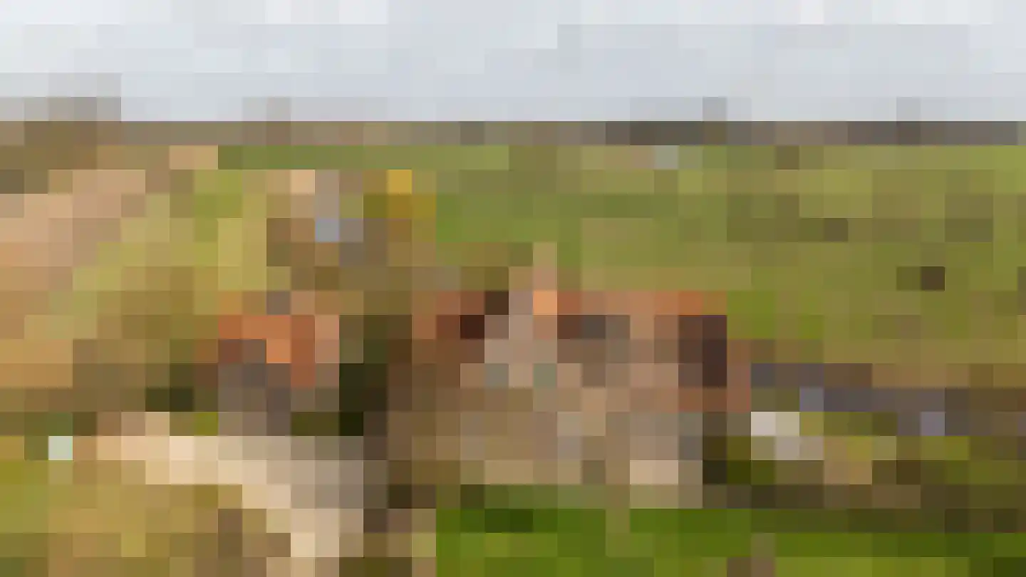 Havenpolder 6 Aardenburg thumbnail 46