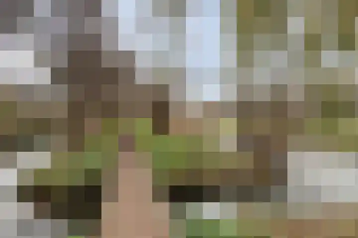 Haverakker 10 Schiedam thumbnail 18