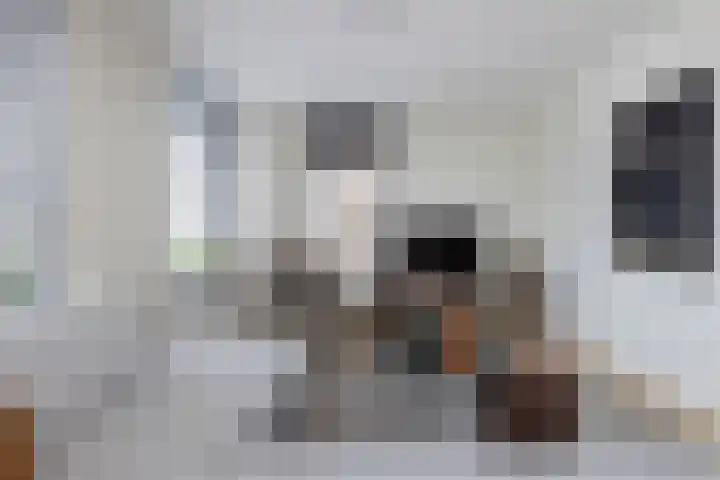 Haverakker 4 Wezep thumbnail 12