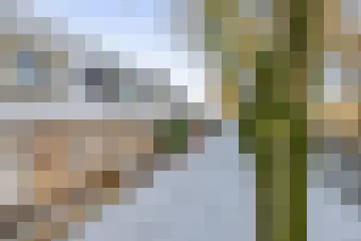 Haverakker 6 Waddinxveen thumbnail 6