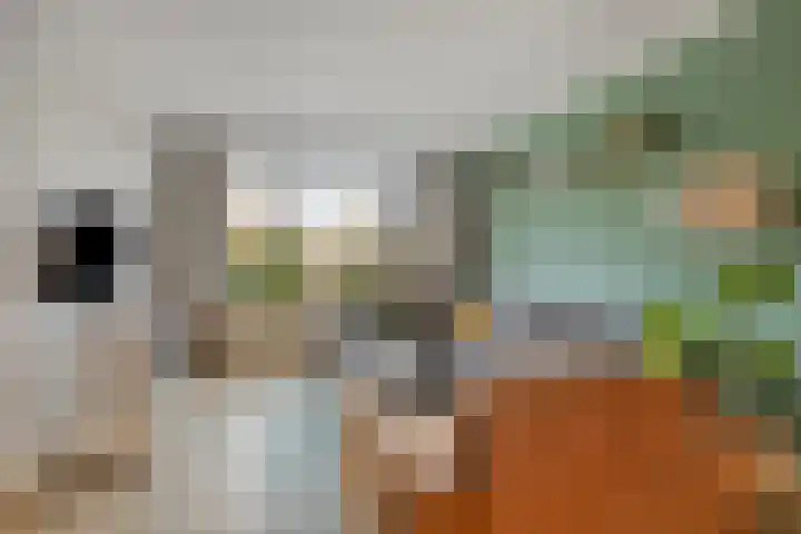 Havercamp 3 Asten thumbnail 5