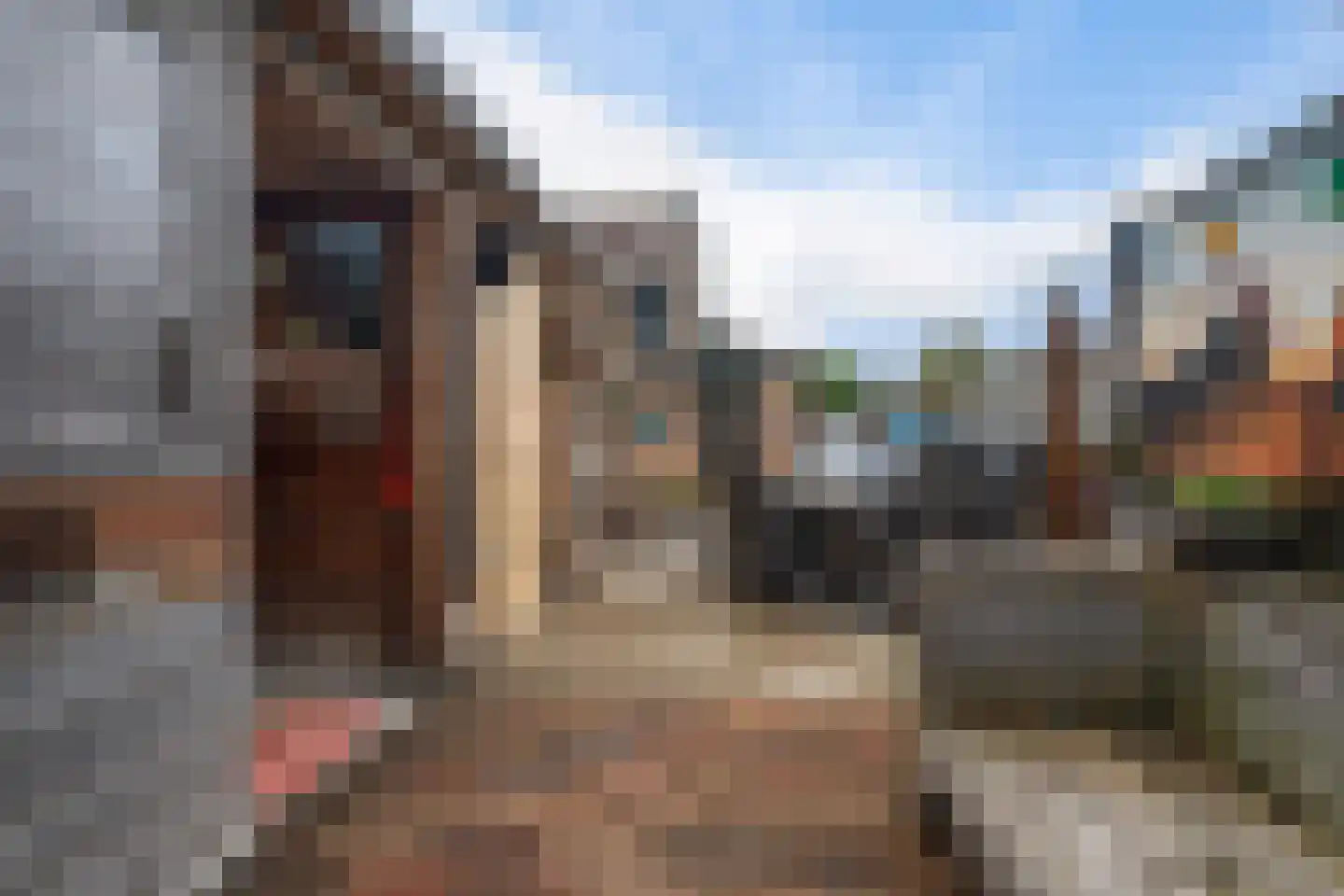 Havik 16 Tollebeek thumbnail 48