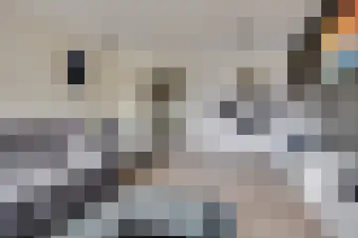 Havik 2 Nieuwegein thumbnail 15