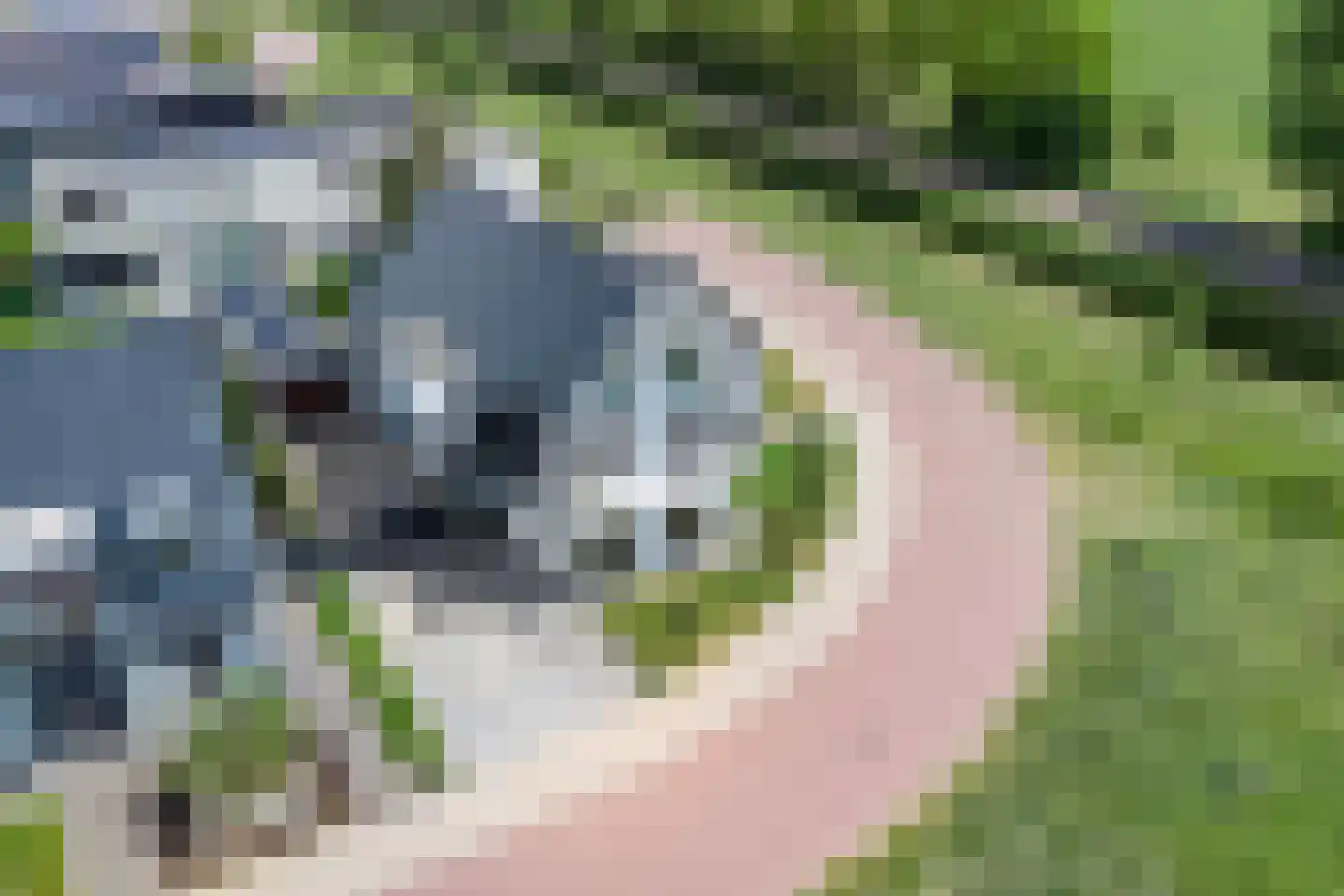 Havik 27 Lichtenvoorde thumbnail 40