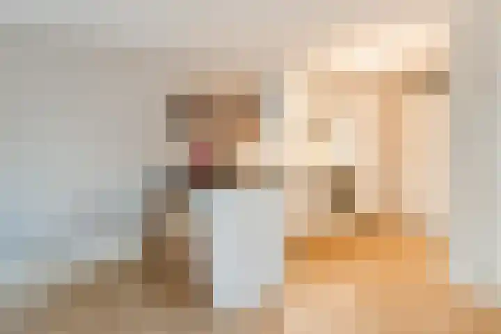 Havik 5 Ommen thumbnail 20