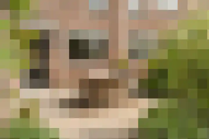 Havik 5 Ommen thumbnail 4