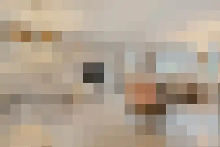 Havik 7 Ommen thumbnail 11